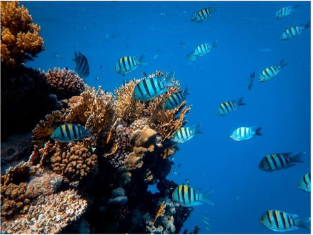 Innovate! Observes World Reef Awareness Day, June 1, 2022